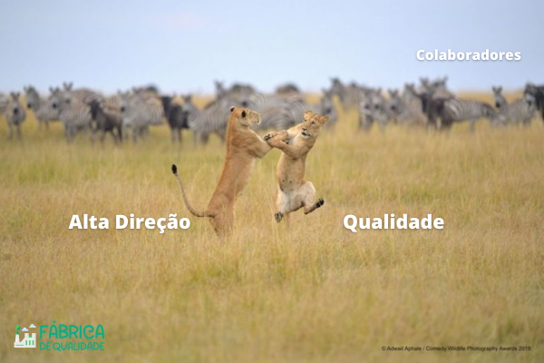 qualidade brigando com a direção